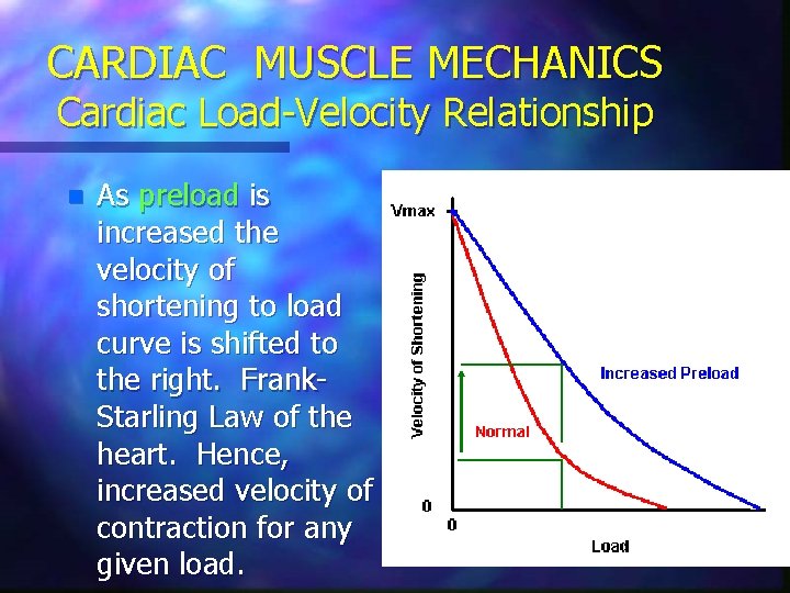 CARDIAC MUSCLE MECHANICS Cardiac Load-Velocity Relationship n As preload is increased the velocity of