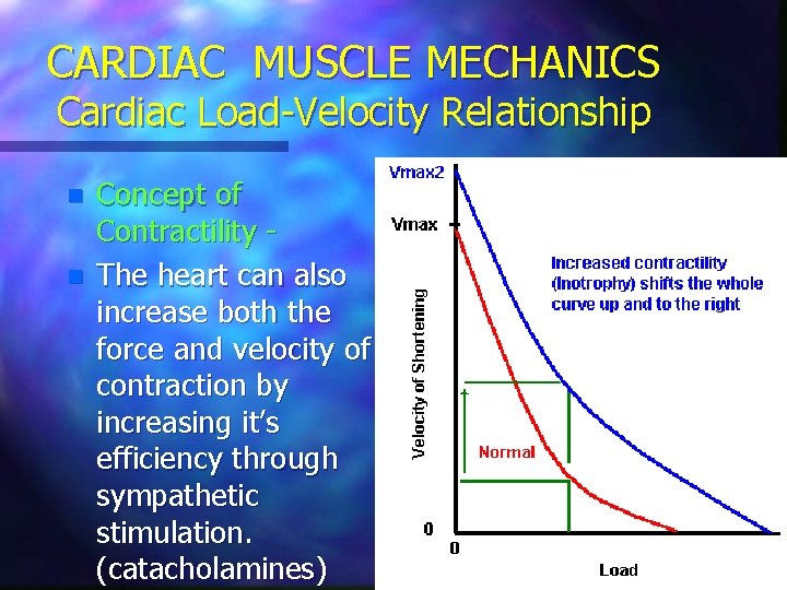 CARDIAC MUSCLE MECHANICS Cardiac Load-Velocity Relationship n n Concept of Contractility The heart can