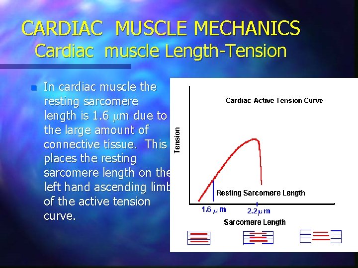 CARDIAC MUSCLE MECHANICS Cardiac muscle Length-Tension n In cardiac muscle the resting sarcomere length