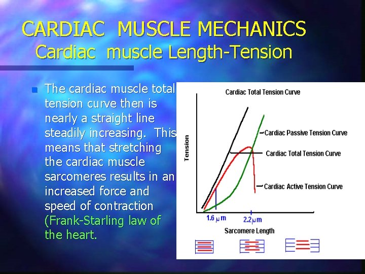 CARDIAC MUSCLE MECHANICS Cardiac muscle Length-Tension n The cardiac muscle total tension curve then