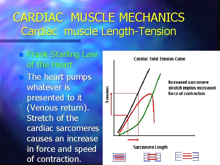 CARDIAC MUSCLE MECHANICS Cardiac muscle Length-Tension n n Frank-Starling Law of the Heart The