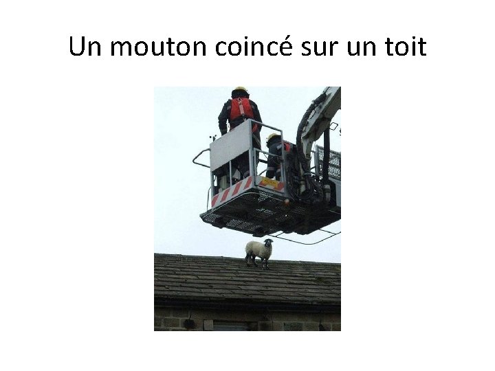 Un mouton coincé sur un toit 