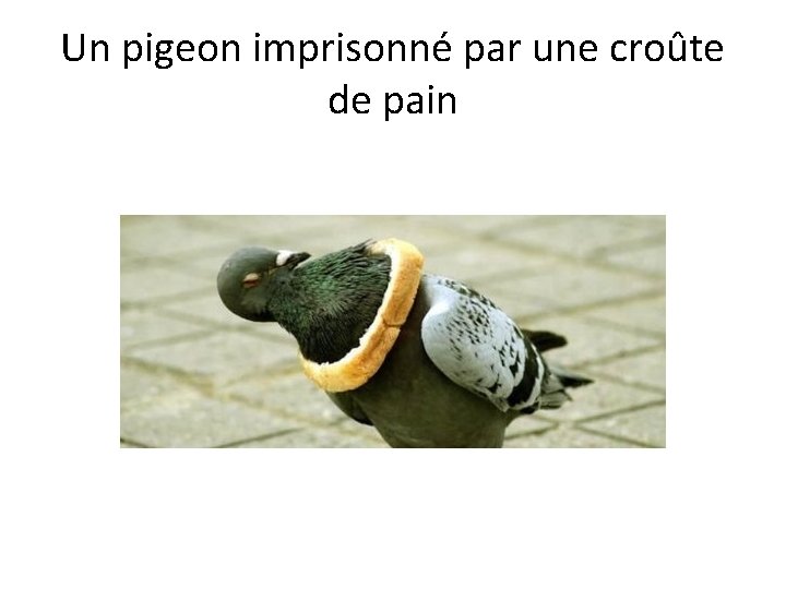 Un pigeon imprisonné par une croûte de pain 