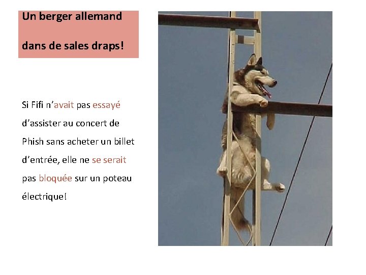 Un berger allemand dans de sales draps! Si Fifi n’avait pas essayé d’assister au