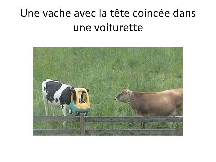 Une vache avec la tête coincée dans une voiturette 