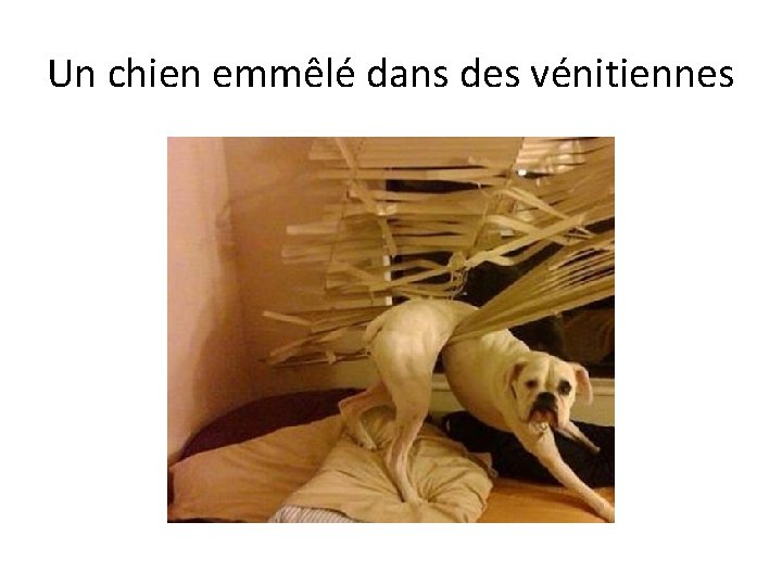 Un chien emmêlé dans des vénitiennes 