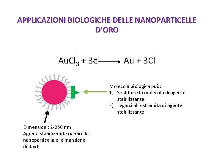 APPLICAZIONI BIOLOGICHE DELLE NANOPARTICELLE D’ORO Au. Cl 3 + 3 e- Au + 3