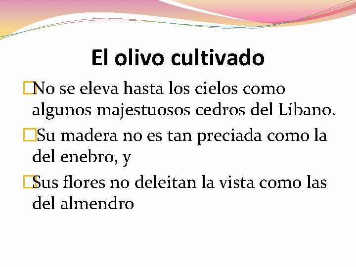 El olivo cultivado �No se eleva hasta los cielos como algunos majestuosos cedros del
