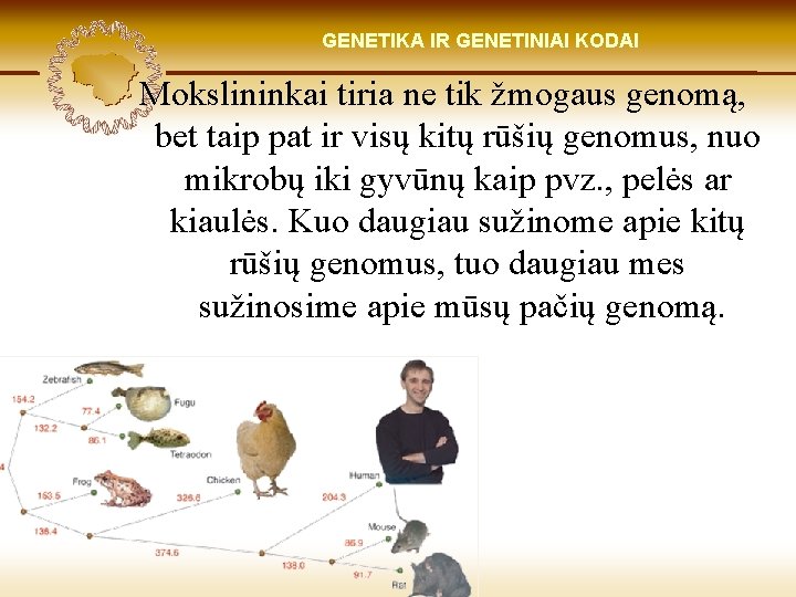 LIETUVIŲ KILMĖ GENETIKA GENETIKOS IR GENETINIAI IR GENOMIKOS KODAI ŠVIESOJE Mokslininkai tiria ne tik