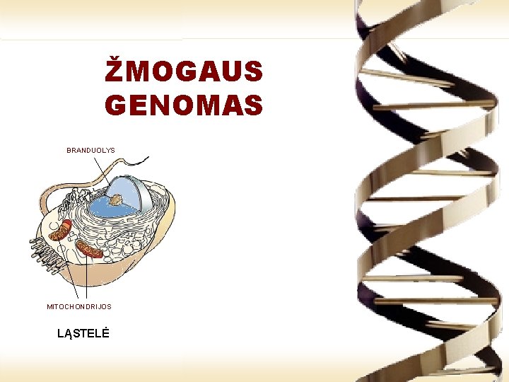 LIETUVIŲ KILMĖ GENETIKA GENETIKOS IR GENETINIAI IR GENOMIKOS KODAI ŠVIESOJE ŽMOGAUS GENOMAS BRANDUOLYS MITOCHONDRIJOS