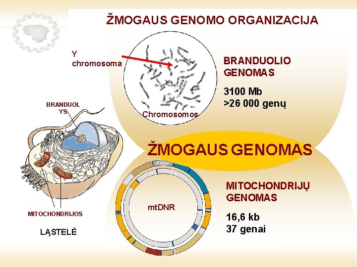 LIETUVIŲ KILMĖ GENETIKA GENETIKOS IR GENETINIAI IR GENOMIKOS KODAI ŠVIESOJE ŽMOGAUS GENOMO ORGANIZACIJA Y