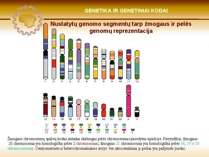 LIETUVIŲ KILMĖ GENETIKA GENETIKOS IR GENETINIAI IR GENOMIKOS KODAI ŠVIESOJE Nustatytų genomo segmentų tarp