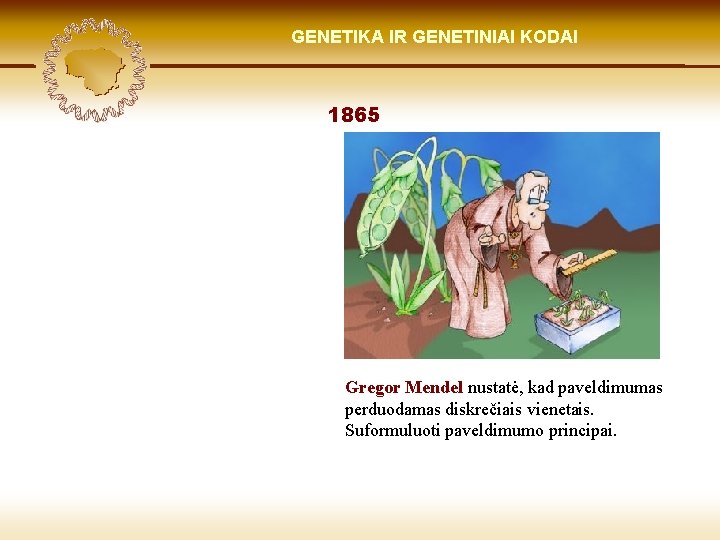 LIETUVIŲ KILMĖ GENETIKA GENETIKOS IR GENETINIAI IR GENOMIKOS KODAI ŠVIESOJE 1865 Gregor Mendel nustatė,