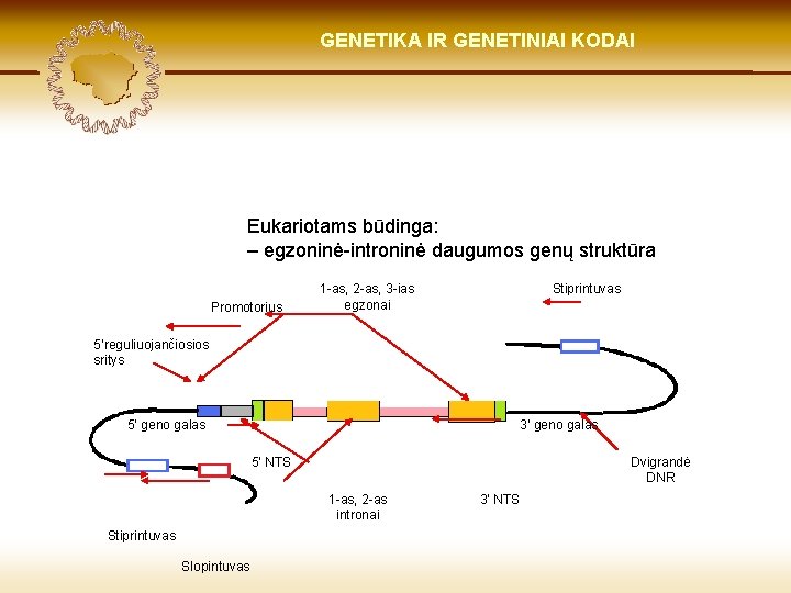 LIETUVIŲ KILMĖ GENETIKA GENETIKOS IR GENETINIAI IR GENOMIKOS KODAI ŠVIESOJE Eukariotams būdinga: – egzoninė-introninė