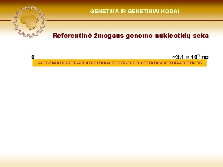 LIETUVIŲ KILMĖ GENETIKA GENETIKOS IR GENETINIAI IR GENOMIKOS KODAI ŠVIESOJE Referentinė žmogaus genomo nukleotidų