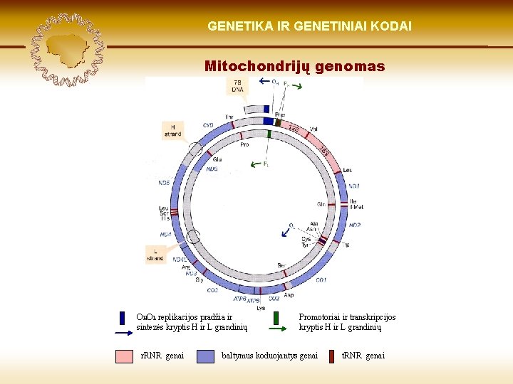 LIETUVIŲ KILMĖ GENETIKA GENETIKOS IR GENETINIAI IR GENOMIKOS KODAI ŠVIESOJE Mitochondrijų genomas OHOL replikacijos