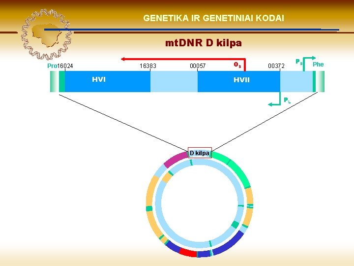 LIETUVIŲ KILMĖ GENETIKA GENETIKOS IR GENETINIAI IR GENOMIKOS KODAI ŠVIESOJE mt. DNR D kilpa