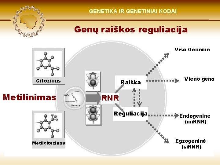 LIETUVIŲ KILMĖ GENETIKA GENETIKOS IR GENETINIAI IR GENOMIKOS KODAI ŠVIESOJE Genų raiškos reguliacija Viso