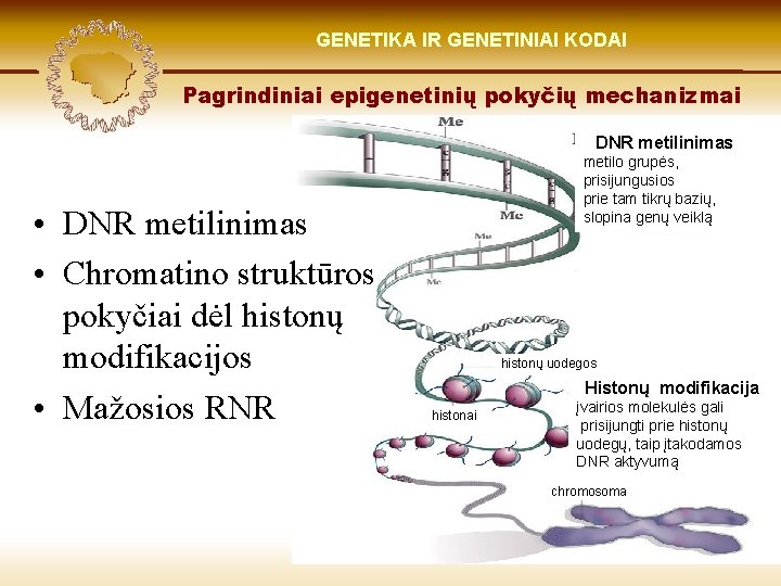 LIETUVIŲ KILMĖ GENETIKA GENETIKOS IR GENETINIAI IR GENOMIKOS KODAI ŠVIESOJE Pagrindiniai epigenetinių pokyčių mechanizmai