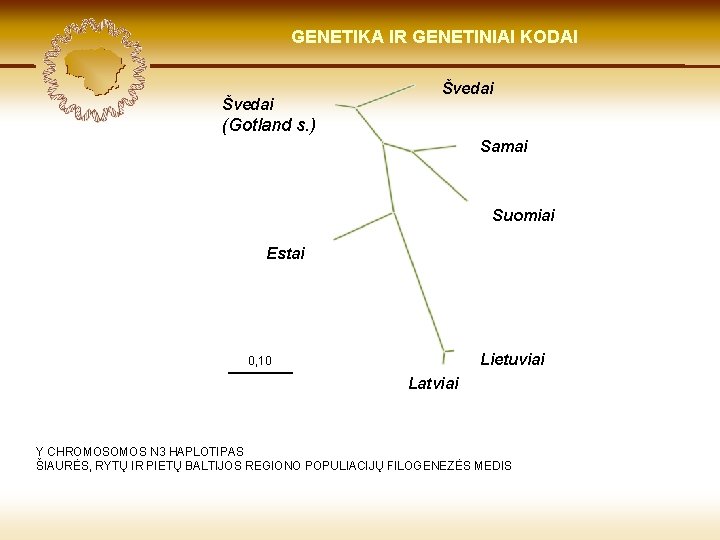 LIETUVIŲ KILMĖ GENETIKA GENETIKOS IR GENETINIAI IR GENOMIKOS KODAI ŠVIESOJE Švedai (Gotland s. )