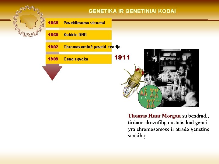 LIETUVIŲ KILMĖ GENETIKA GENETIKOS IR GENETINIAI IR GENOMIKOS KODAI ŠVIESOJE 1865 Paveldimumo vienetai 1869