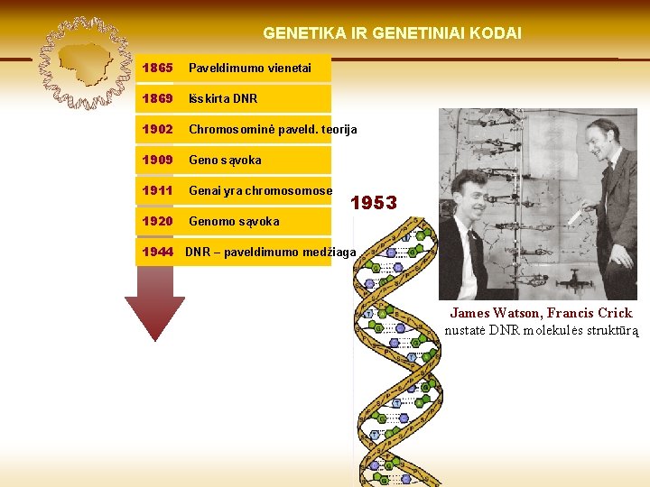 LIETUVIŲ KILMĖ GENETIKA GENETIKOS IR GENETINIAI IR GENOMIKOS KODAI ŠVIESOJE 1865 Paveldimumo vienetai 1869