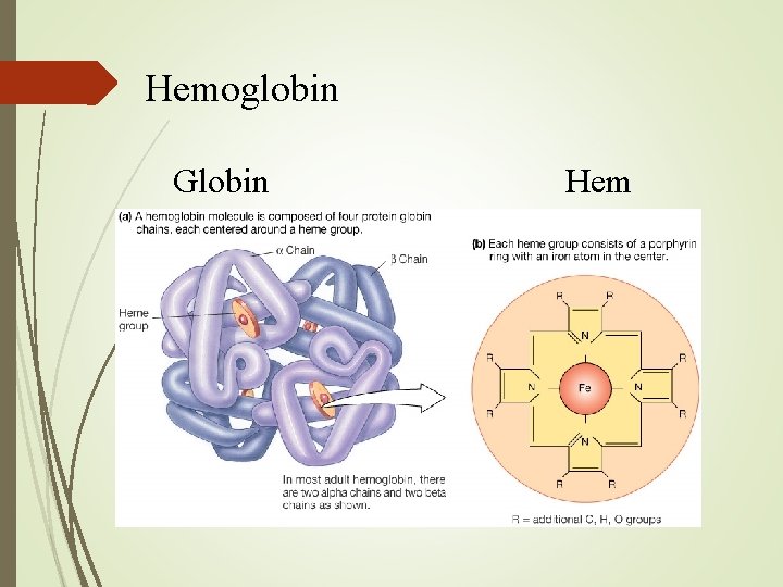 Hemoglobin Globin Hem Hemoglobin Globin Hem