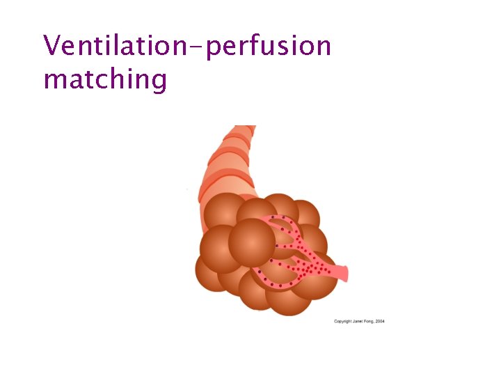 Ventilation-perfusion matching 