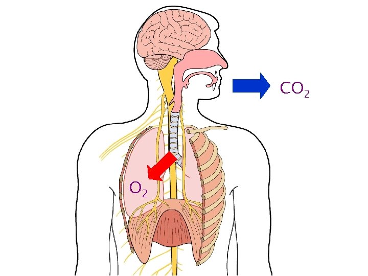 CO 2 