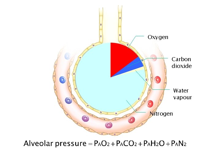 Oxygen Carbon dioxide Water vapour Nitrogen 