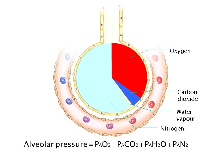 Oxygen Carbon dioxide Water vapour Nitrogen 