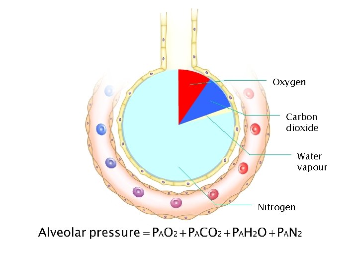 Oxygen Carbon dioxide Water vapour Nitrogen 