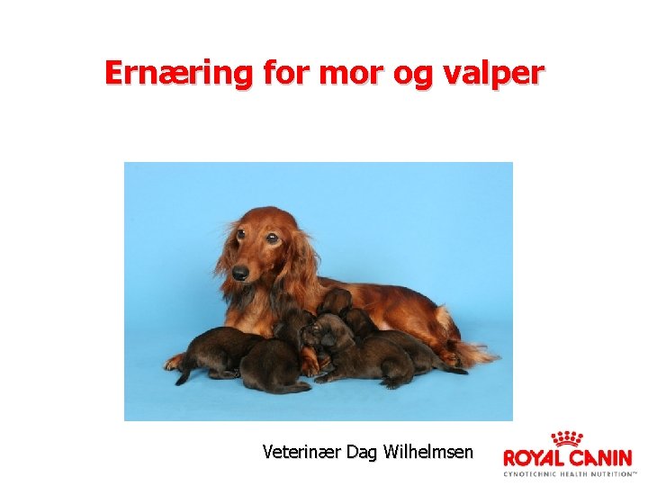 Ernæring for mor og valper Veterinær Dag Wilhelmsen 