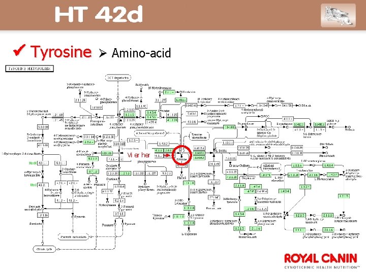  Tyrosine Amino-acid Vi er her 