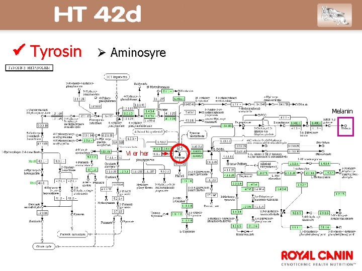  Tyrosin Aminosyre Melanin Vi er her 