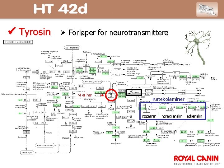  Tyrosin Forløper for neurotransmittere Vi er her Katekolaminer dopamin noradrenalin 