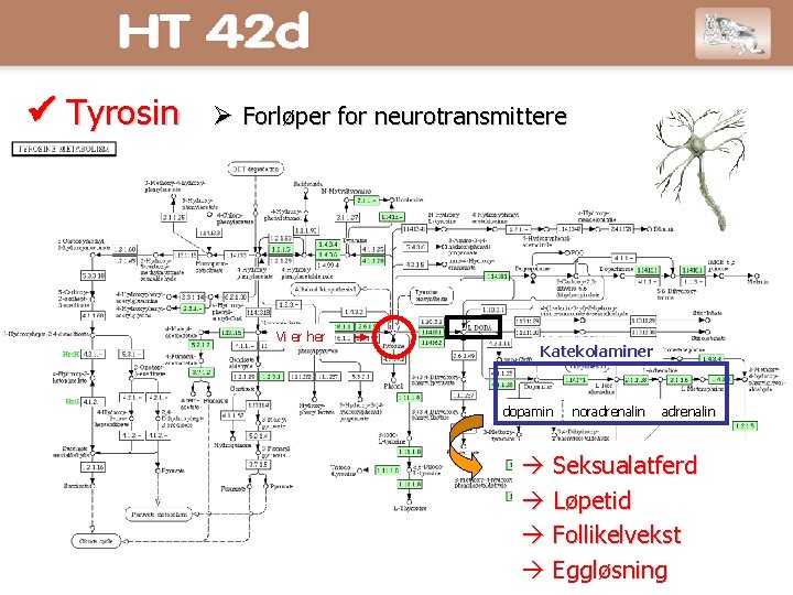  Tyrosin Forløper for neurotransmittere Vi er her Katekolaminer dopamin noradrenalin Seksualatferd Løpetid Follikelvekst