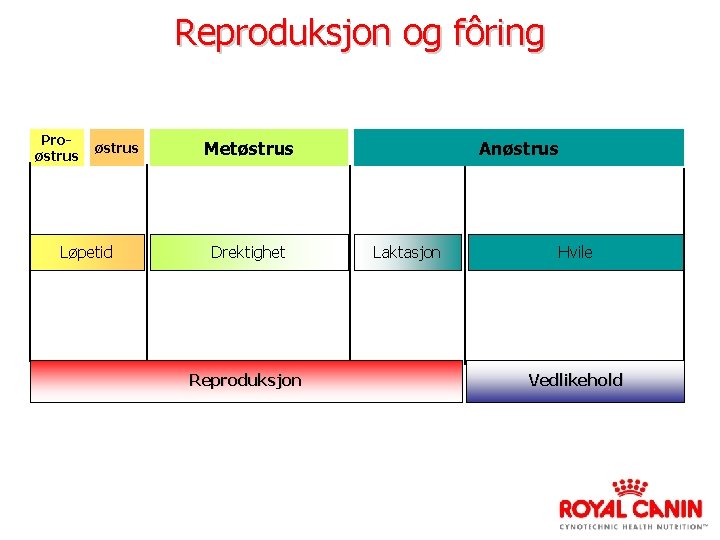 Reproduksjon og fôring Proøstrus Løpetid Metøstrus Drektighet Reproduksjon Anøstrus Laktasjon Hvile Vedlikehold 