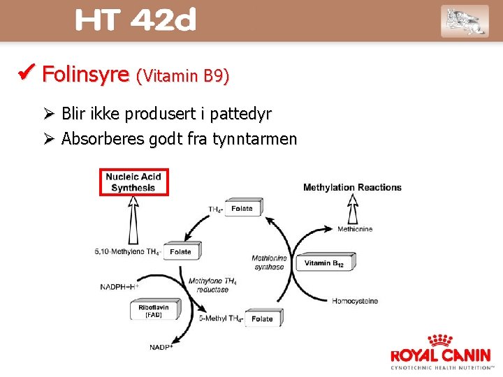  Folinsyre (Vitamin B 9) Blir ikke produsert i pattedyr Absorberes godt fra tynntarmen