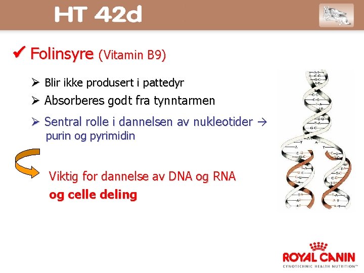  Folinsyre (Vitamin B 9) Blir ikke produsert i pattedyr Absorberes godt fra tynntarmen