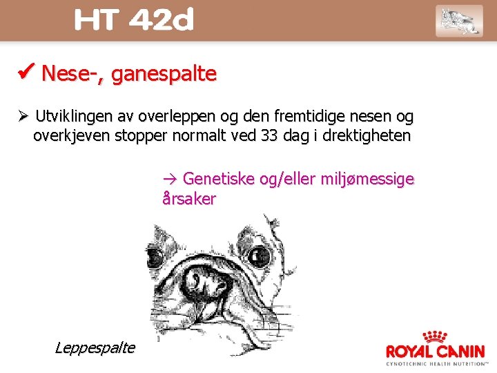  Nese-, ganespalte Utviklingen av overleppen og den fremtidige nesen og overkjeven stopper normalt