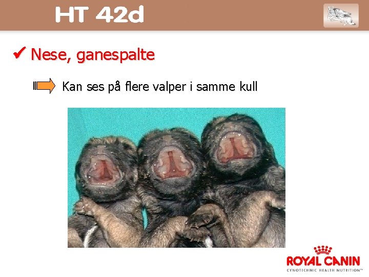  Nese, ganespalte Kan ses på flere valper i samme kull 