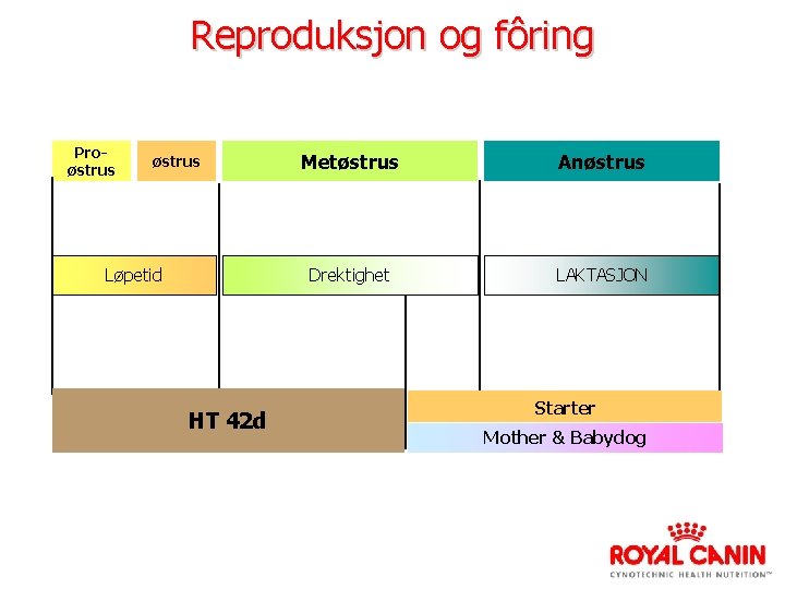 Reproduksjon og fôring Proøstrus Løpetid HT 42 d Metøstrus Anøstrus Drektighet LAKTASJON Starter Mother