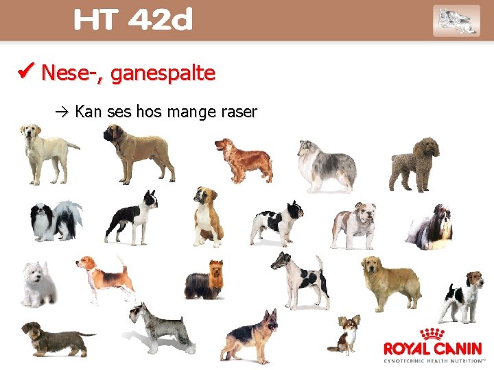  Nese-, ganespalte Kan ses hos mange raser 