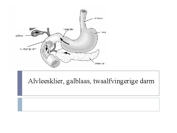 Alvleesklier, galblaas, twaalfvingerige darm 