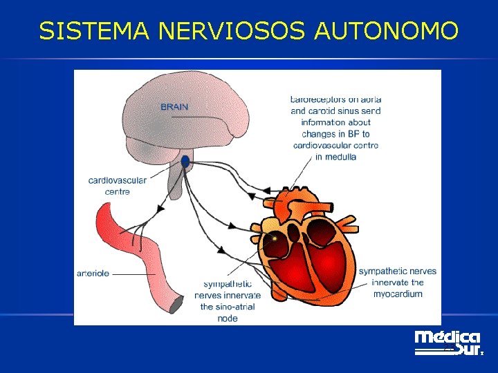 SISTEMA NERVIOSOS AUTONOMO 23 