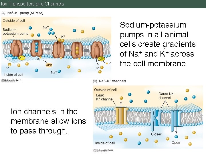 Ion Transporters and Channels Sodium-potassium pumps in all animal cells create gradients of Na+