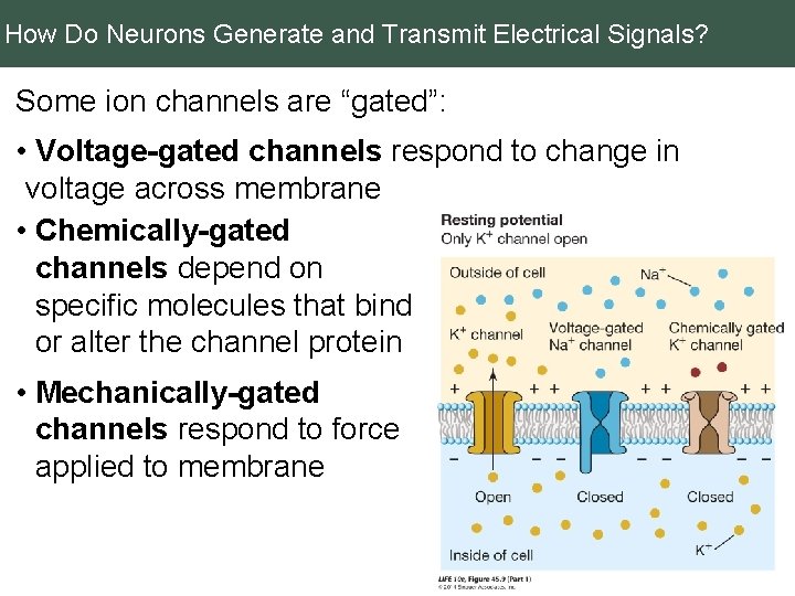 How Do Neurons Generate and Transmit Electrical Signals? Some ion channels are “gated”: •