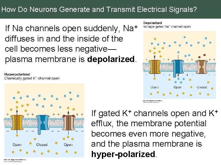 How Do Neurons Generate and Transmit Electrical Signals? If Na channels open suddenly, Na+