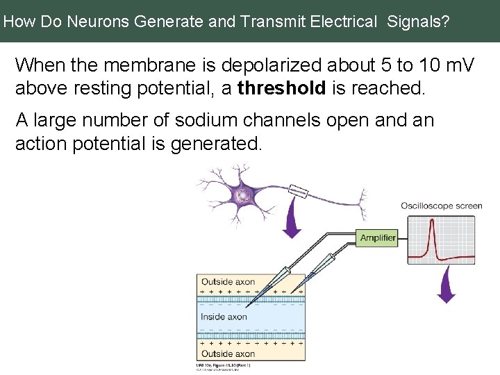 How Do Neurons Generate and Transmit Electrical Signals? When the membrane is depolarized about